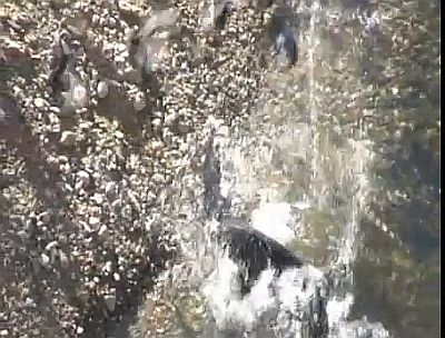 VIDEO: Catfish grabs pigeon